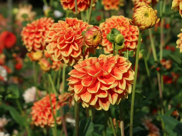 Le rôle d'un courtier immobilier : mythes et réalités